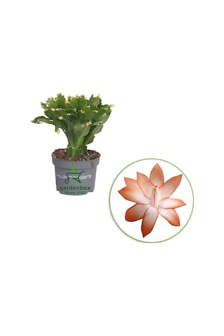 Turuncu Renk Yılbaşı Çiçeği 1 Adet 10-20cm Saksılı Schlumbergera