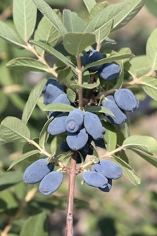 2 Yaş Bal Yemişi Fidanı Lonicera Caerulea Tatlı Ve Besleyici