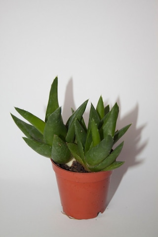 Haworthia Pentagona Sukulent Tekli 5,5 Cm Saksıda