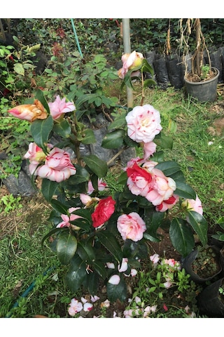 Kırmızı Beyaz 3 Renk Açar 25-40 Cm Özel Ürün