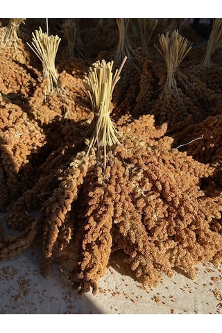 Altin Ekin Doğal Kızıl Daldarı 1 Kg (Tilki Kuyrugu)