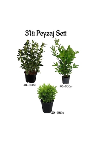 Viburnum Kartopu Fidanı+defne Fidanı+çalı Şimişiri 3'lü Bahçe Peyzaj Seti