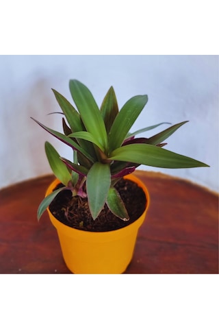 Tradescantia Spathacea İstiridye Telgraf Çiçeği