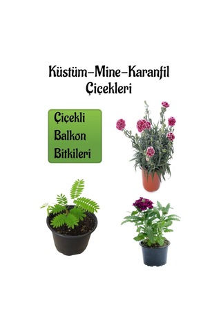 Küstüm Çiçeği 1 Adet 8/10cm +ebruli Karanfil Çiçeği 10-15cm+mor Mine Çiçeği 10-15cm