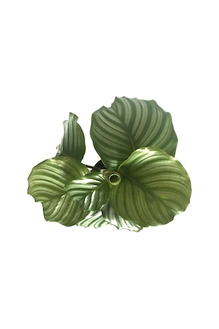 Calathea Orbifolia (Dua Çiçeği) Ø12 CM Y30-35 CM