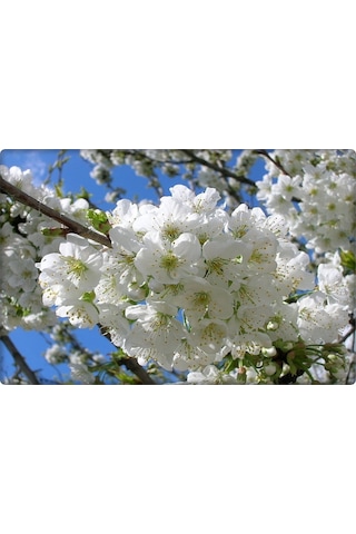 Çinko Ve Fosfor Gübresi 3-15-0+6Zn (Elfer Znp)1 L