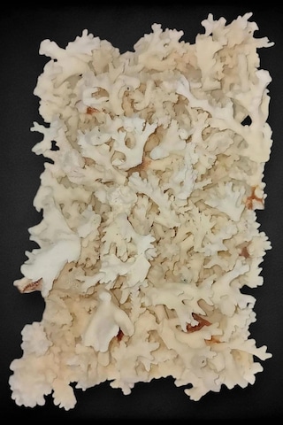 50 Gram Beyaz Mercan Küçük Parçalar 9bm