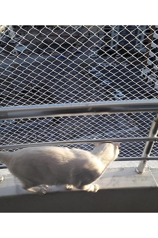 Kedi Filesi 2,50 X 7 Metre Kedi Koruma Filesi Kuş Filesi Balkon F