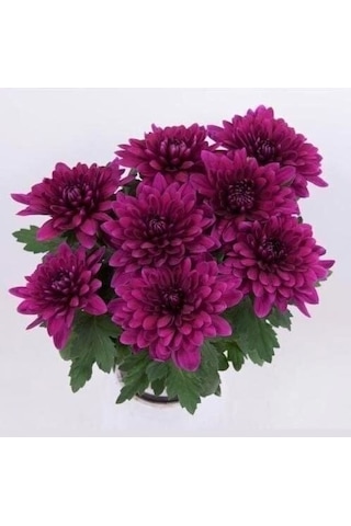Özel Çeşit Vido Purple Katlı Kasımpatı Çiçeği Fidesi 1 Adet