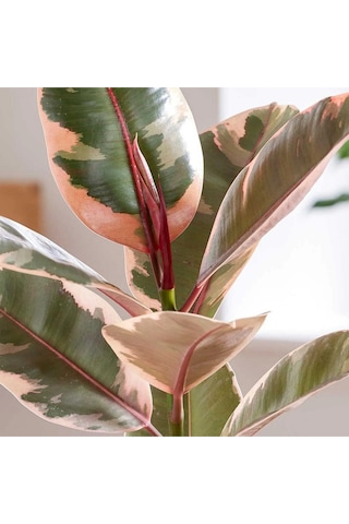 Pembe Alacalı Kauçuk Bitkisi Parlak Yapraklı Ficus Elastica 60-70 Cm