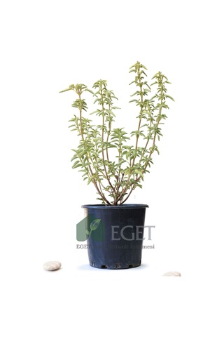 Anadolu Ada Çayı (Salvia fruticosa)- 3 lt Saksıda