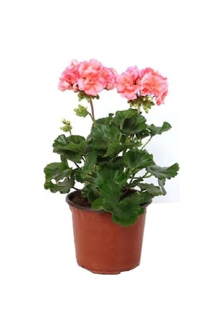 Thebestonline Canlı Saksılı Sardunya Çiçeği Fidanı Pembe 10-20 Cm