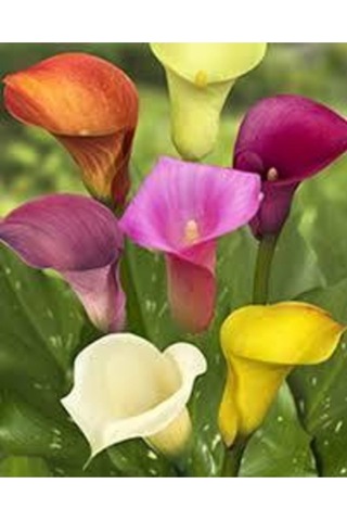 20 Adet Tohumorganik Karışık Calla Lily Çiçek Tohumu Afrika Çöl Çiçeği Calla Lily Sürpriz Hediye