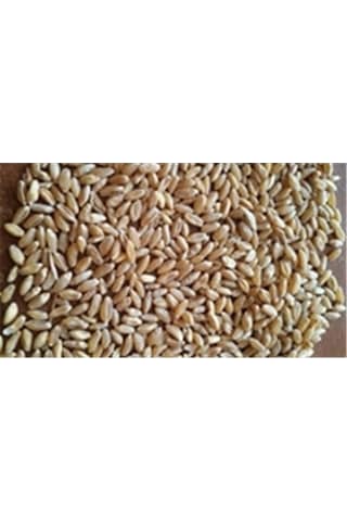 İşlenmemiş Buğday 1 KG İşlenmemiş Buğday 1 KG