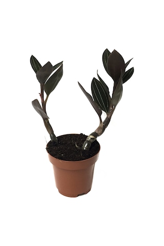 Ludisia Discolor (Mücevher Orkide Çiçeği) Ø12 CM Y15-20 CM