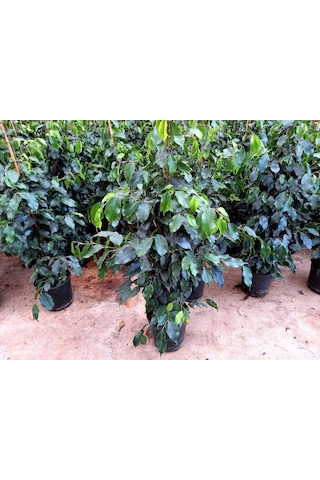 Ficus Benjamin -  Salon - Ofis Bitkisi
