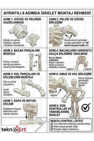 Eklemli İskelet - Fen Bilgisi Eğitici Kit Card
