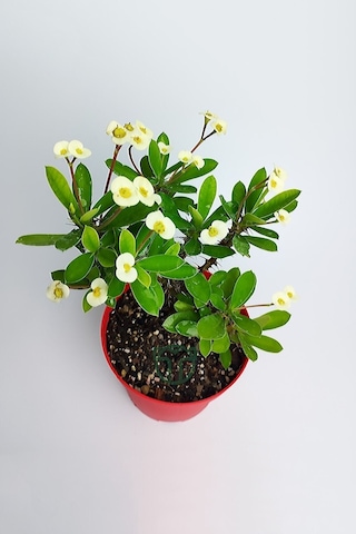 Videolu Sarı Milli Dikenler Tacı Büyük Boy 40 60 Cm Saksılı Kaktüs Euphorbia