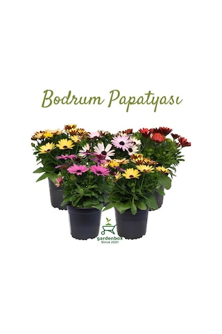 4'lü Bodrum Papatyası Seti Sarı+pembe+mor+kırmızı Rengarenk Canlı Çiçek