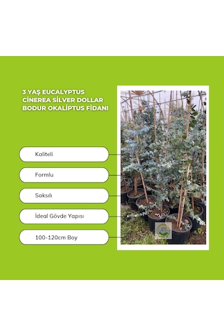 3 Yaş Eucalyptus Cinerea Silver Dollar Bodur Okaliptus Fidanı