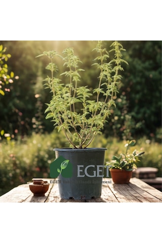 Anadolu Ada Çayı (Salvia fruticosa)- 3 lt Saksıda