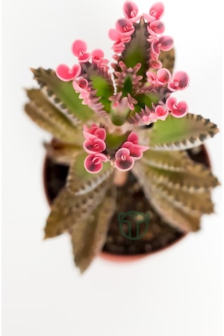 Aşkın Gözyaşları Çiçeği Kalanchoe Daigremontiana Pembe 5.5 Cm Sak