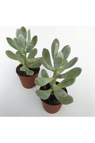 Pachyphytum Glutinicaule Sukulent Bitki