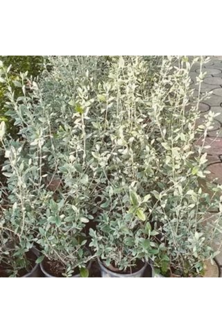 Zeytin Çalısı Fidanı Saksılı 60cm 80cm