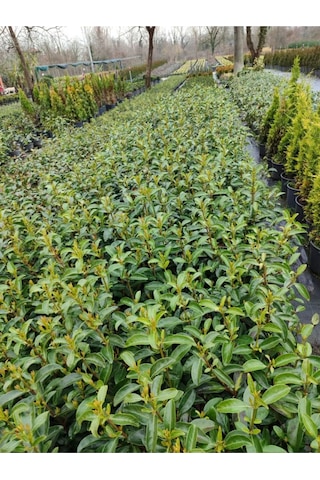 Kartopu Viburnum Lucidum 5 Adet 60-80 Cm Saksılı Dış Mekan Bahçe Peyzaj Çit Bitkisi