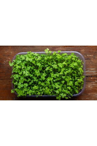 Maydanoz Mikro Yeşillik Tohumu D'giant İtaliana Çeşidi, 15 Gram