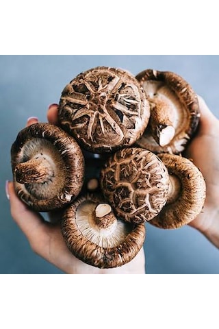 100 Gram Şitake Schiitake Mantar Tohumu 1 Adet