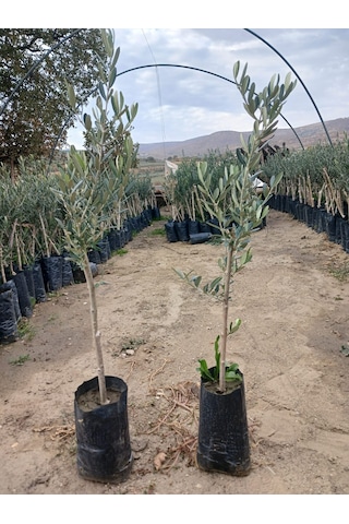 1 Yaş Gemlik Trilye Zeytin Fidanı