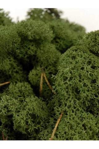 Trend Bahçe Reindeer Moss Dark Green Şoklanmış Norveç Yosunu 4 KG