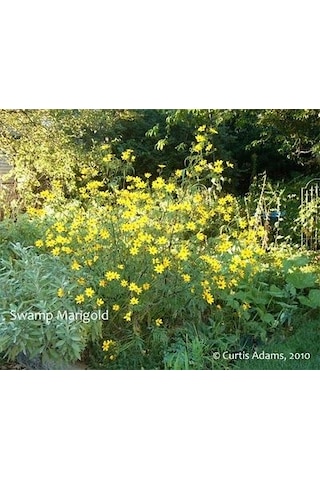 Swamp Marigold Kadife Çiçeği Tohumu 50 Tohum