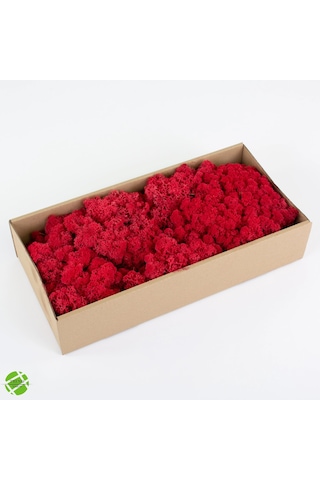 Reindeer Moss Kırmızı Şoklanmış Norveç Yosunu 30gr