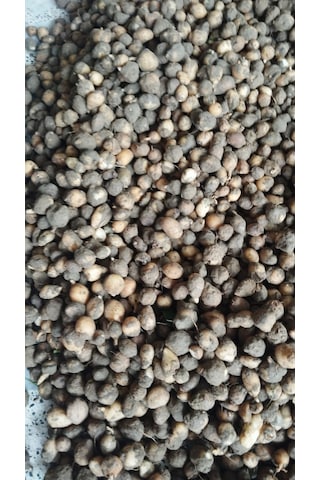 Yumru Salep Tohumu 300 Adet