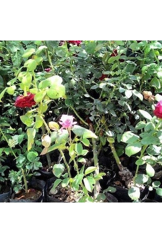 Tüplü Aşılı Salvador Dali Sarı Yediveren Kokulu Gül Fidanı