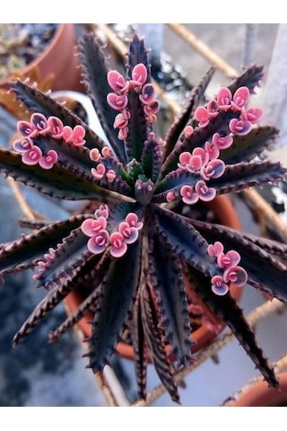 Videolu Pembe Aşkın Gözyaşı 1 Adet Saksılı 10-15cm Kaktüs Ve Sukulent Kalanchoe Daigremontiana
