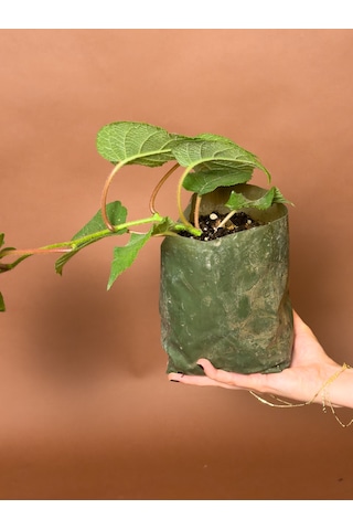 Erkek Kivi Actinidia Deliciosa 16 Cm Tozlayıcı Fidan