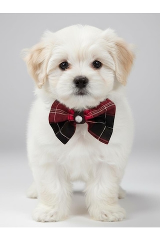 Aristokrat Ekose Silver Köpek Papyonu Tasma Yılbaşı