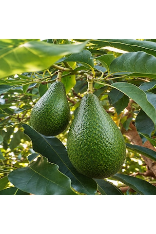 Avokado 48 Adet 250 Gr Üstü