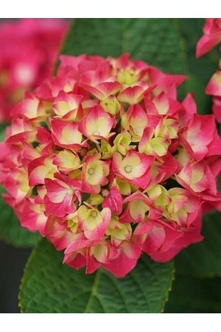 Ortanca Fidanı Hydrangea Macrophylla , - Pembe