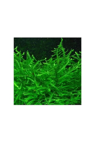 Vesicularia Dubyana Java Moss 10x10cm Canlı Bitki Genel