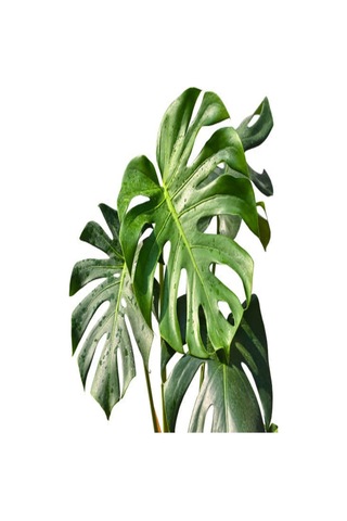 Deve Tabanı Çiçeği Besin Hediyeli Monstera Deliciosa Iç Mekan Bitkisi