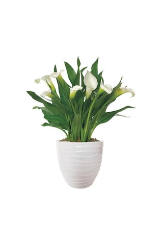 Gala Gelin Çiçeği Calla Lily Beyaz 10-20 Cm