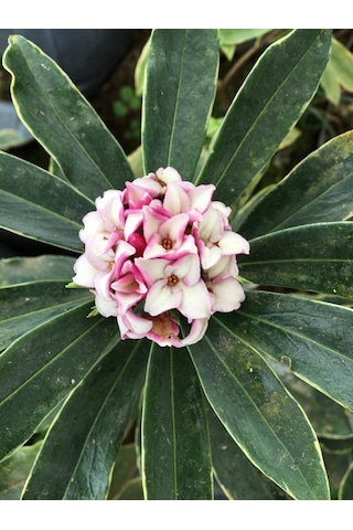 Kafkas Gülü Daphne Kokulu 50-75 Cm