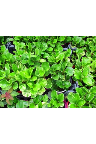 Peperomia 3 Adet - Ofis Ve Salon Bitkisi