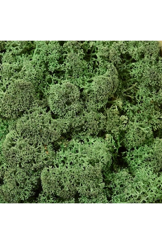 Trend Bahçe Reindeer Moss Dark Green Şoklanmış Norveç Yosunu 4 KG