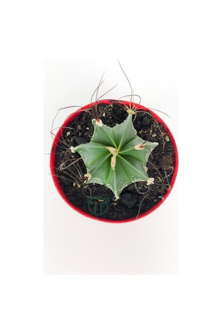 Astrophytum Capricorne Beyaz Benekli Özel Tür Kaktüs Keçi Boynuzukaktüsü 8.5 CM Kırmızı Saksıda