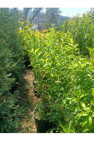 Melisa Akşam Sefası Fidanı 30-50 Cm